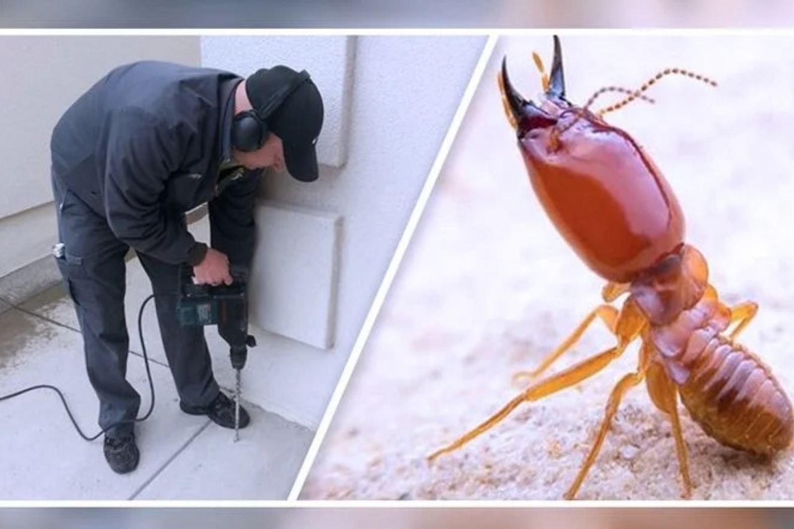Termite Image 2