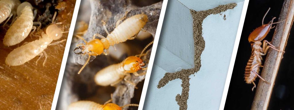 Termite Image 1