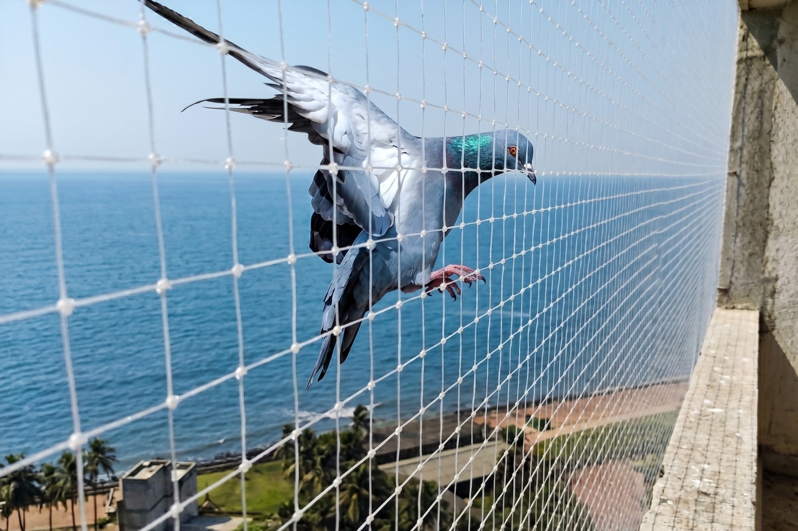 Bird Control Image 2