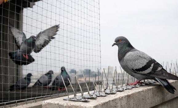 Bird Control Image 1